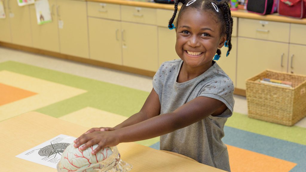 A young girl enjoys a science activity on the human brain the College of Education and Human Development's Laboratory Preschool summer camp.